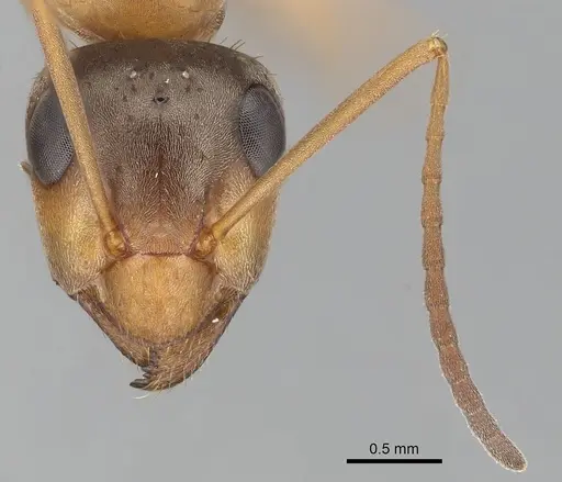 Formica transmontanis - CASENT0280359