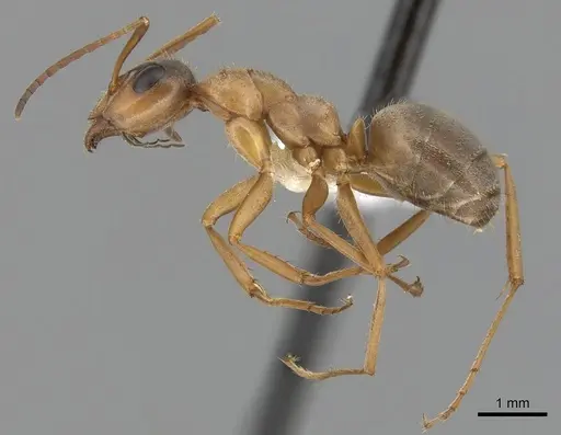 Formica transmontanis - CASENT0280359