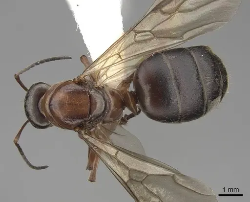 Formica transmontanis - CASENT0843945