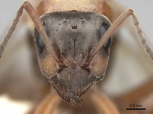 Formica transmontanis - CASENT0843945