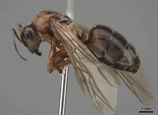 Formica transmontanis - CASENT0843945