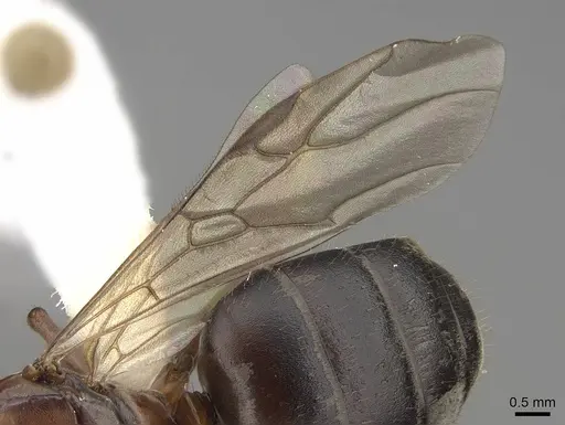 Formica transmontanis - CASENT0843945