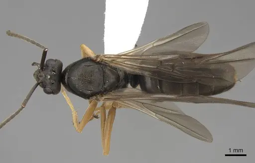 Formica transmontanis - CASENT0843946