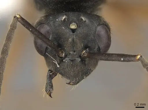 Formica transmontanis - CASENT0843946