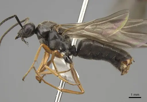 Formica transmontanis - CASENT0843946