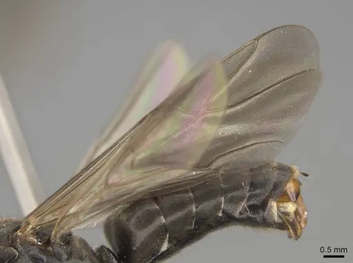 Formica transmontanis - CASENT0843946