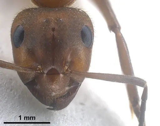 Formica truncorum specimen