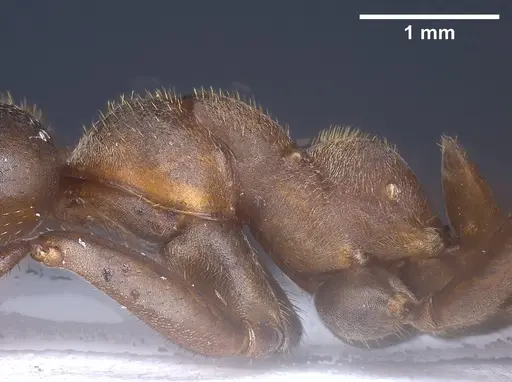 Formica truncorum specimen