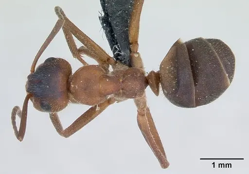 Formica truncorum - CASENT0173144