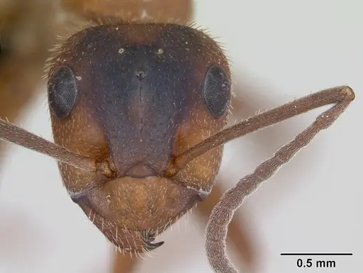 Formica truncorum - CASENT0173144