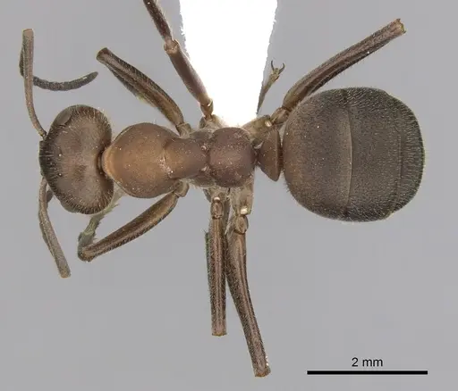 Formica truncorum - CASENT0280411