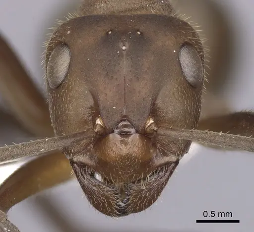 Formica truncorum - CASENT0280411