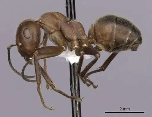 Formica truncorum - CASENT0280411