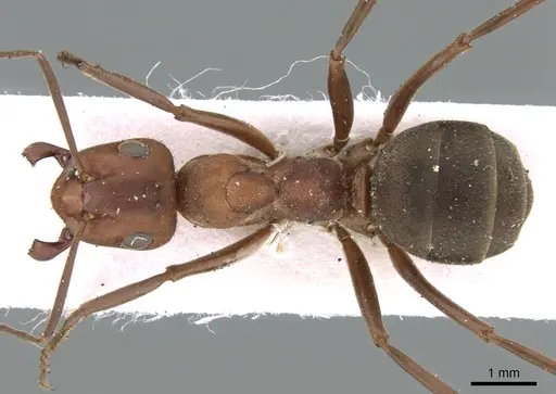 Formica truncorum - CASENT0906318