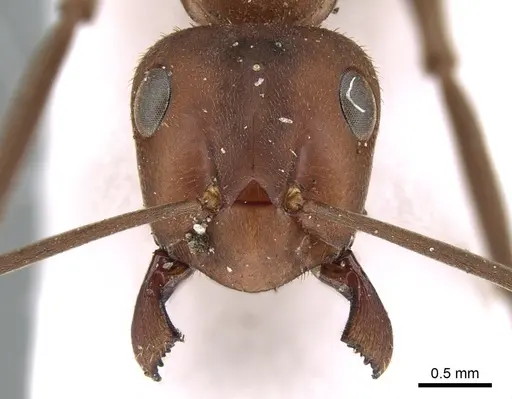 Formica truncorum - CASENT0906318