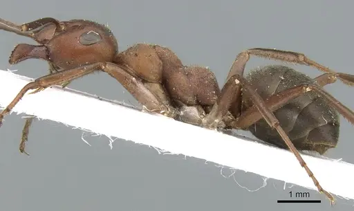 Formica truncorum - CASENT0906318