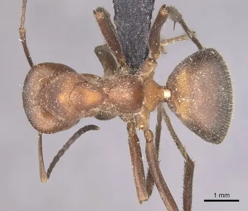 Formica truncorum - CASENT0911086