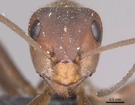 Formica truncorum - CASENT0911086