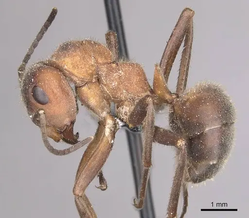 Formica truncorum - CASENT0911086