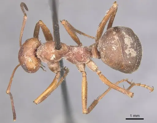 Formica truncorum - CASENT0911087