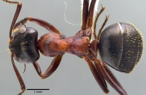 Formica ulkei specimen