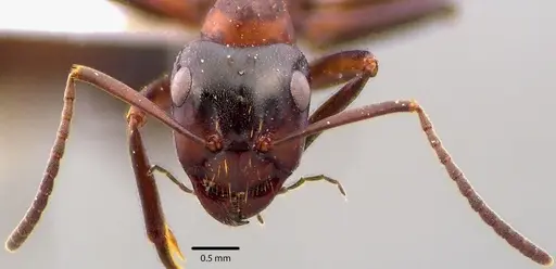 Formica ulkei specimen