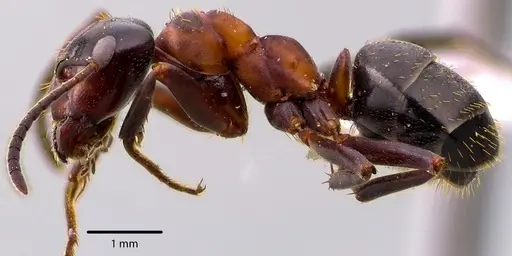 Formica ulkei specimen