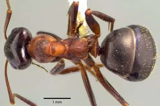 Formica ulkei - ANTWEB1041668