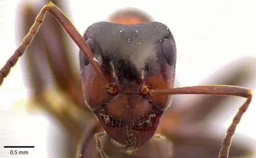 Formica ulkei - ANTWEB1041668