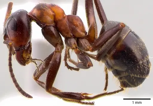 Formica ulkei - ANTWEB1041668