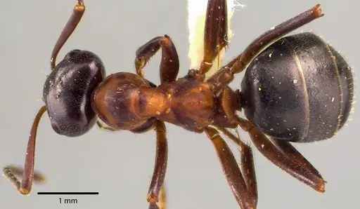 Formica ulkei - ANTWEB1041731