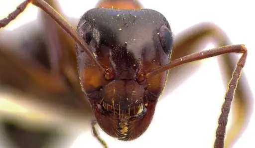 Formica ulkei - ANTWEB1041731