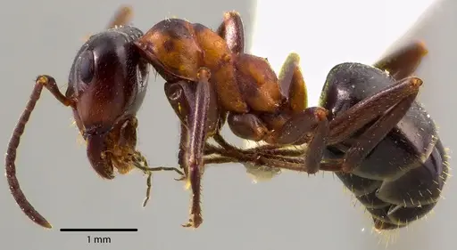 Formica ulkei - ANTWEB1041731