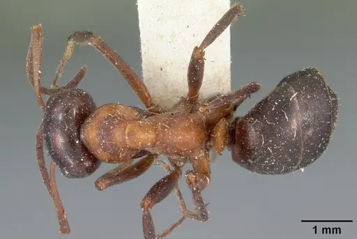 Formica ulkei - CASENT0102160