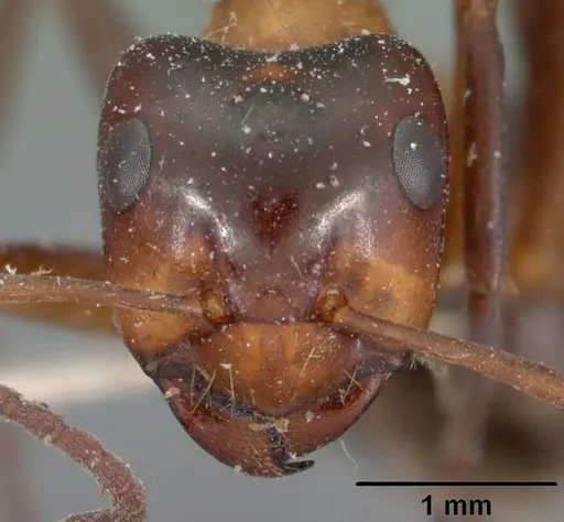 Formica ulkei - CASENT0102160