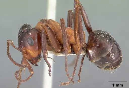 Formica ulkei - CASENT0102160