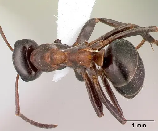 Formica ulkei - CASENT0179860