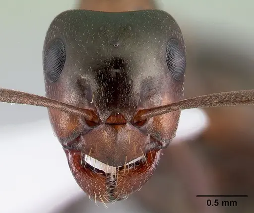 Formica ulkei - CASENT0179860