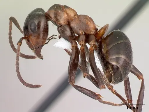 Formica ulkei - CASENT0179860