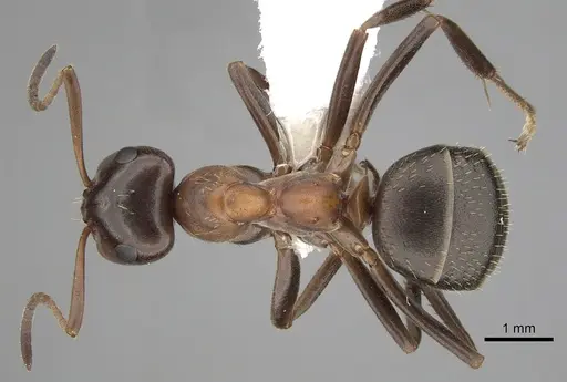 Formica ulkei - CASENT0280394