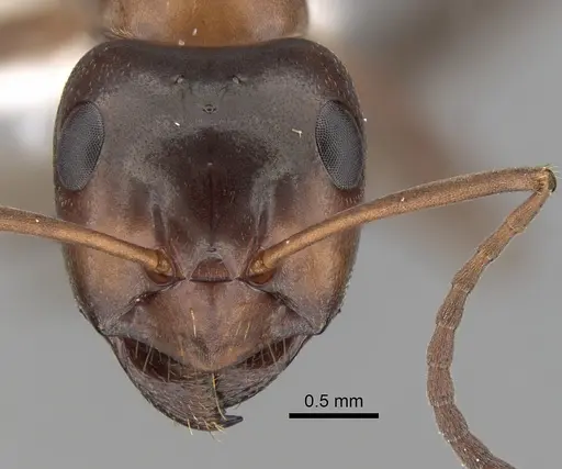 Formica ulkei - CASENT0280394