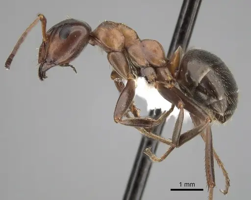 Formica ulkei - CASENT0280394