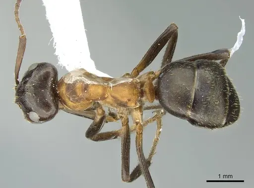 Formica ulkei - CASENT0914454