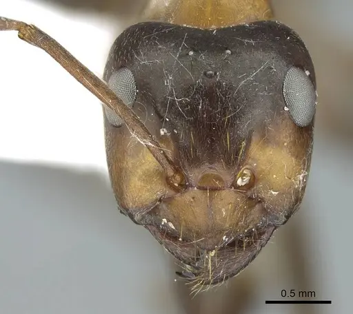 Formica ulkei - CASENT0914454