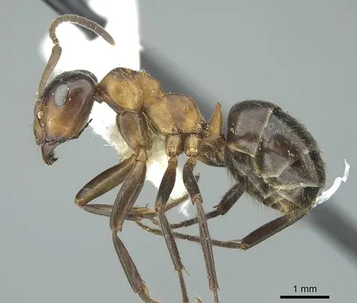 Formica ulkei - CASENT0914454