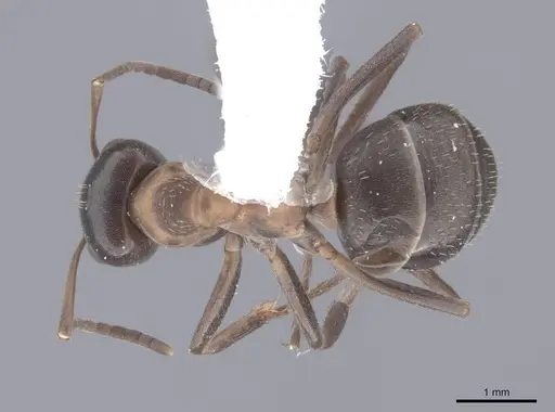 Formica ulkei - FMNHINS0000062557