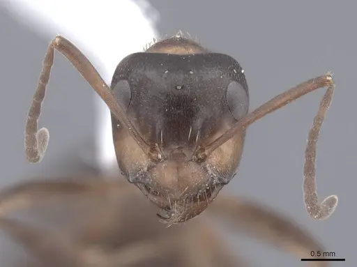 Formica ulkei - FMNHINS0000062557