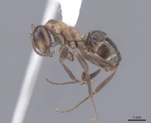 Formica ulkei - FMNHINS0000062557