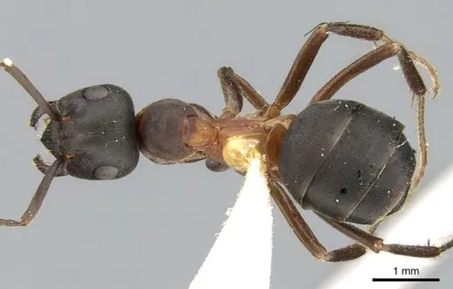 Formica uralensis specimen