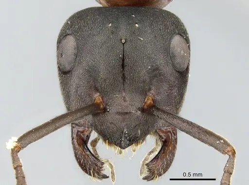 Formica uralensis specimen